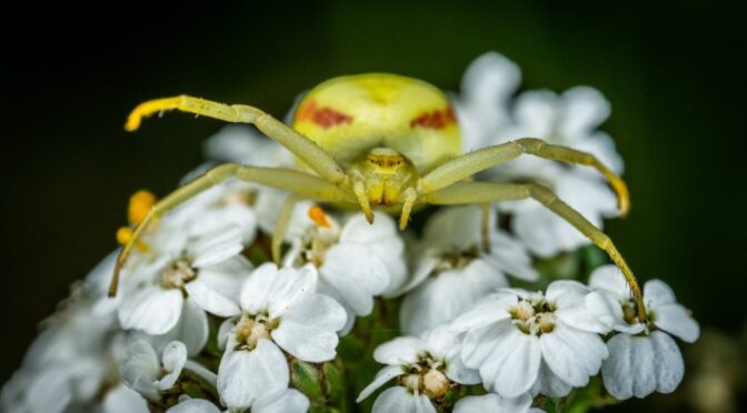 5 Bug Bites You Should Know and What to Do About Them